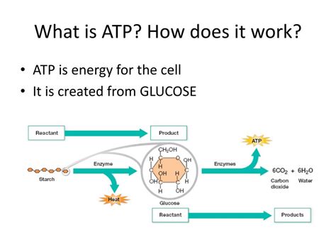 ATP: How It Works, How It's Made, and Why It's .